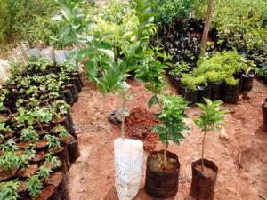 Pixie Different Sizes - thumbnail 2