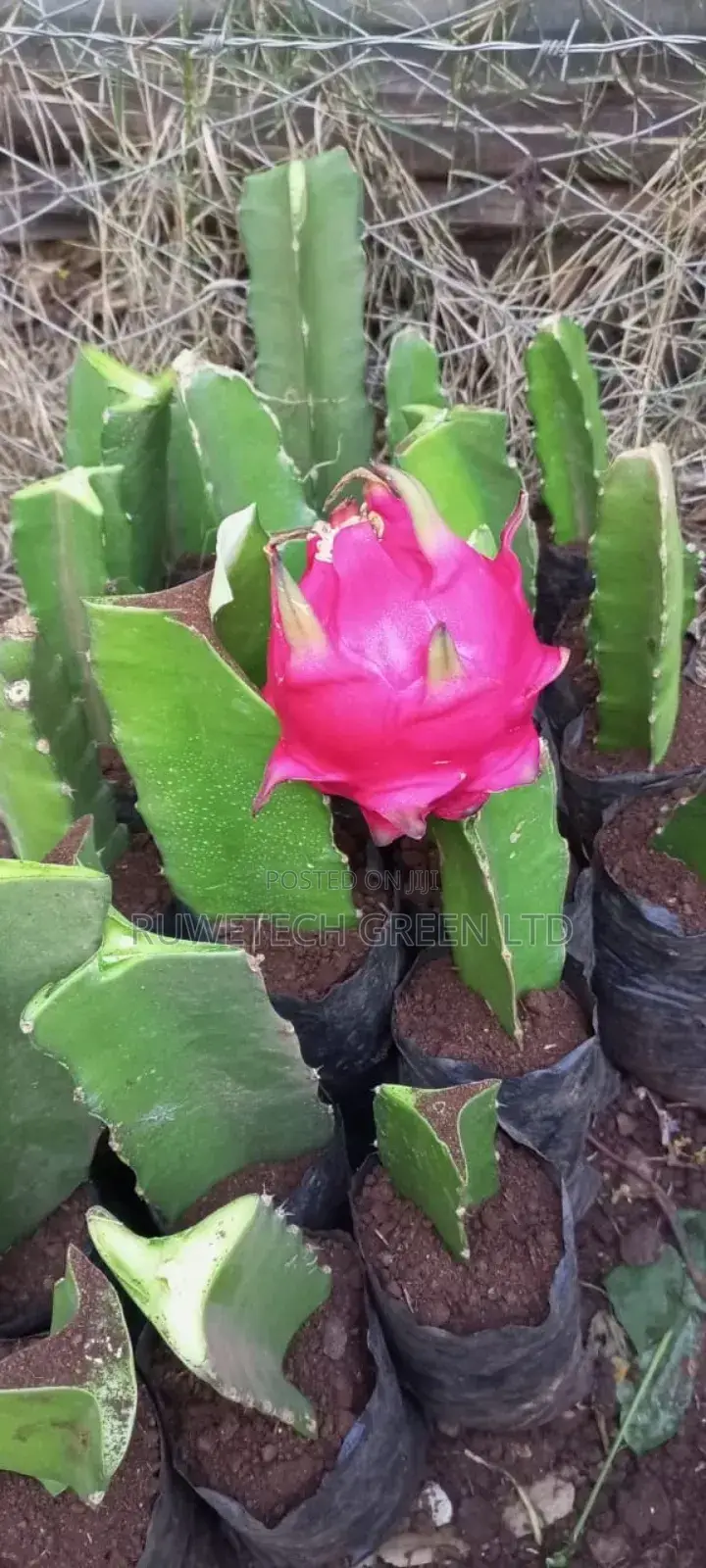 Dragon Pink Flesh Variety