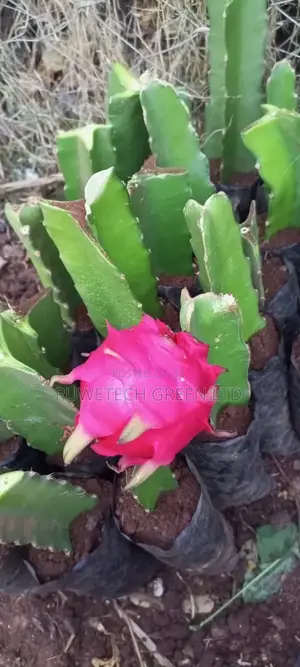Dragon Pink Flesh Variety