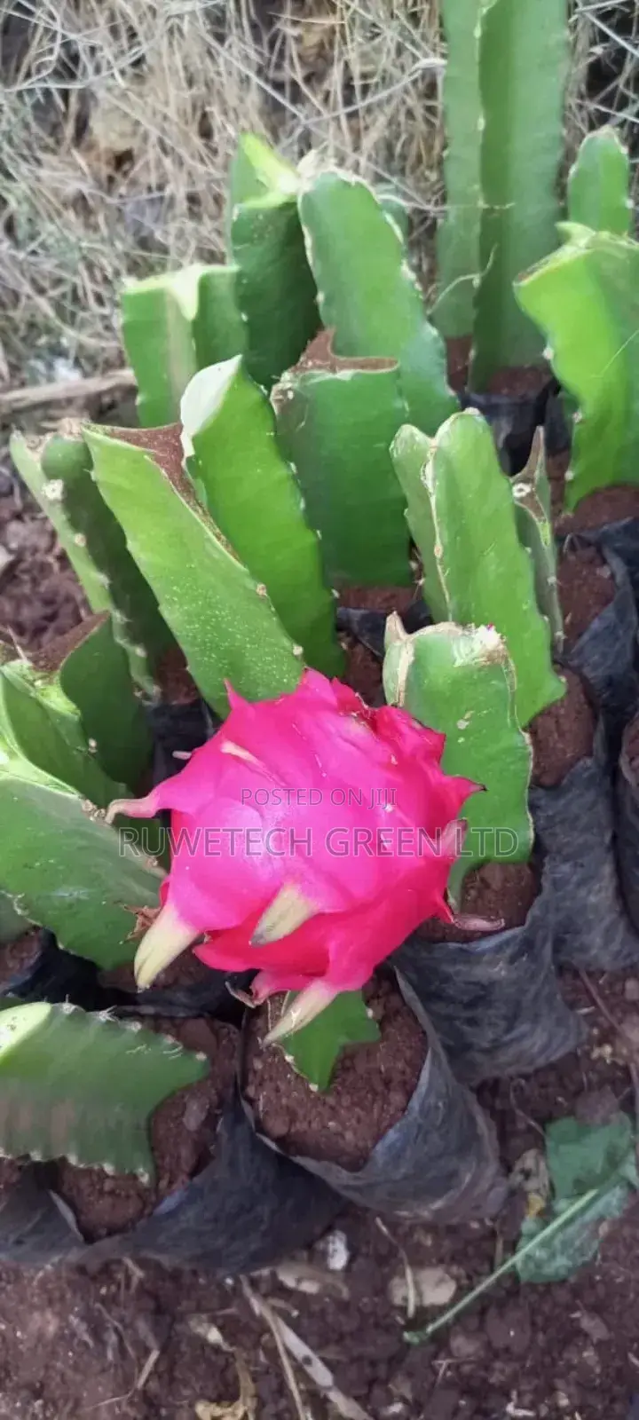Dragon Pink Flesh Variety