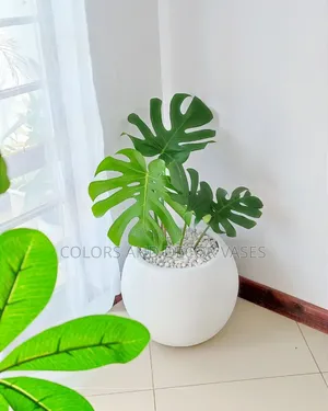 Beautiful Round Plastic Vase With Monstera Plant