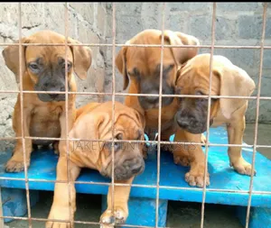 1-3 months Male Purebred Boerboel