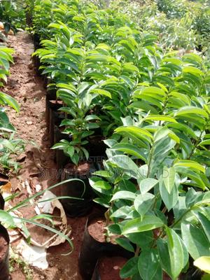 Quality Soursop Seedlings - thumbnail 2