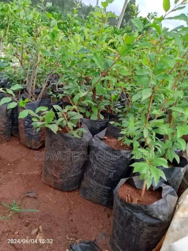 Plums Seedlings - main view