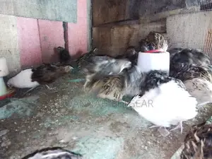 Tuxedo Variety (The BTA) – Coturnix Quail, Texas a M Quails