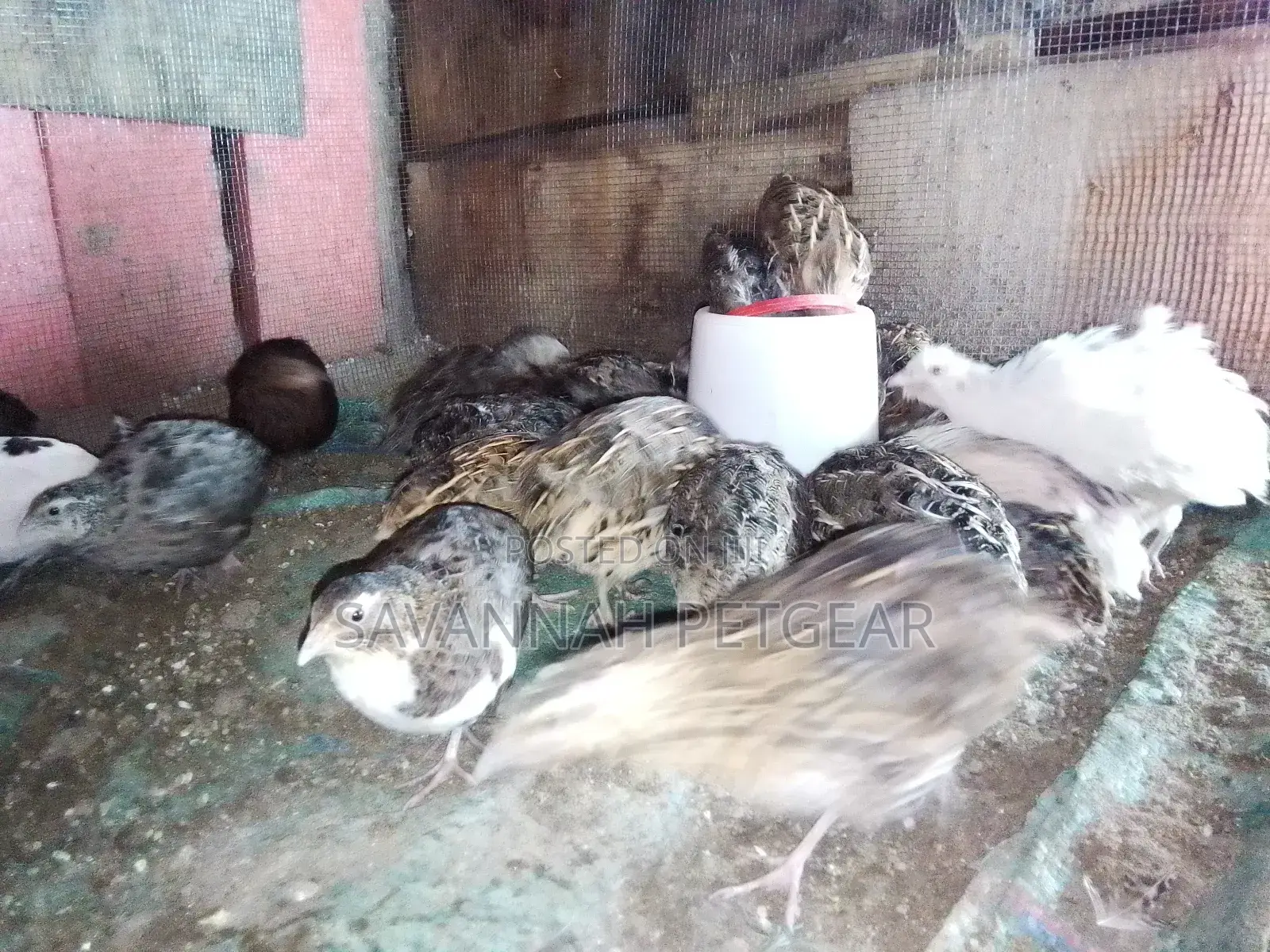 Tuxedo Variety (The BTA) – Coturnix Quail, Texas a M Quails