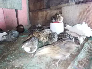 Tuxedo Variety (The BTA) – Coturnix Quail, Texas a M Quails