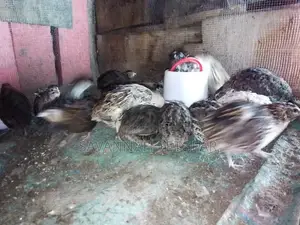 Tuxedo Variety (The BTA) – Coturnix Quail, Texas a M Quails