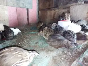 Tuxedo Variety (The BTA) – Coturnix Quail, Texas a M Quails