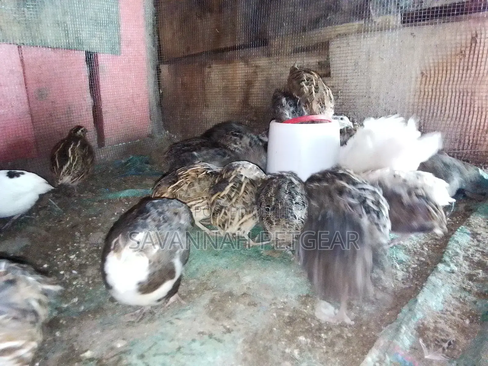 Tuxedo Variety (The BTA) – Coturnix Quail, Texas a M Quails