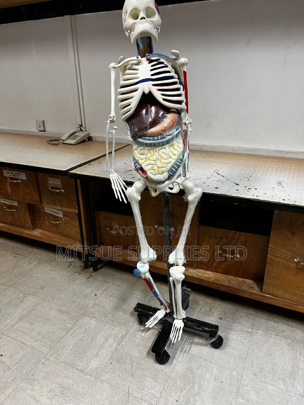 Human Skeleton With Stand Full Size With Organs India Type
