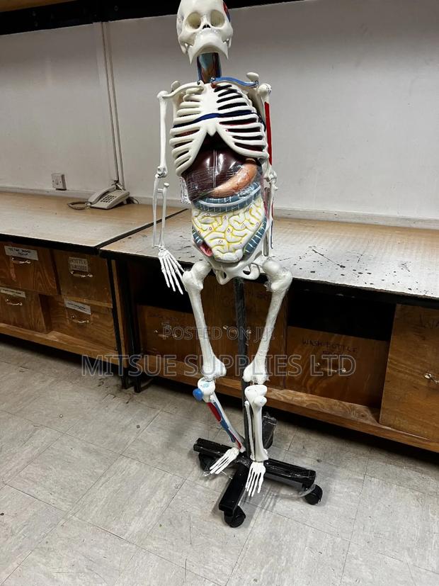 Human Skeleton With Stand Full Size With Organs India Type