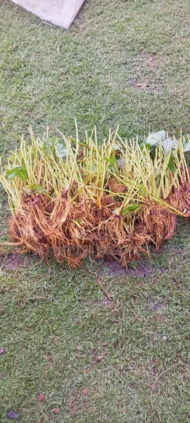 Chandler Runners - main view