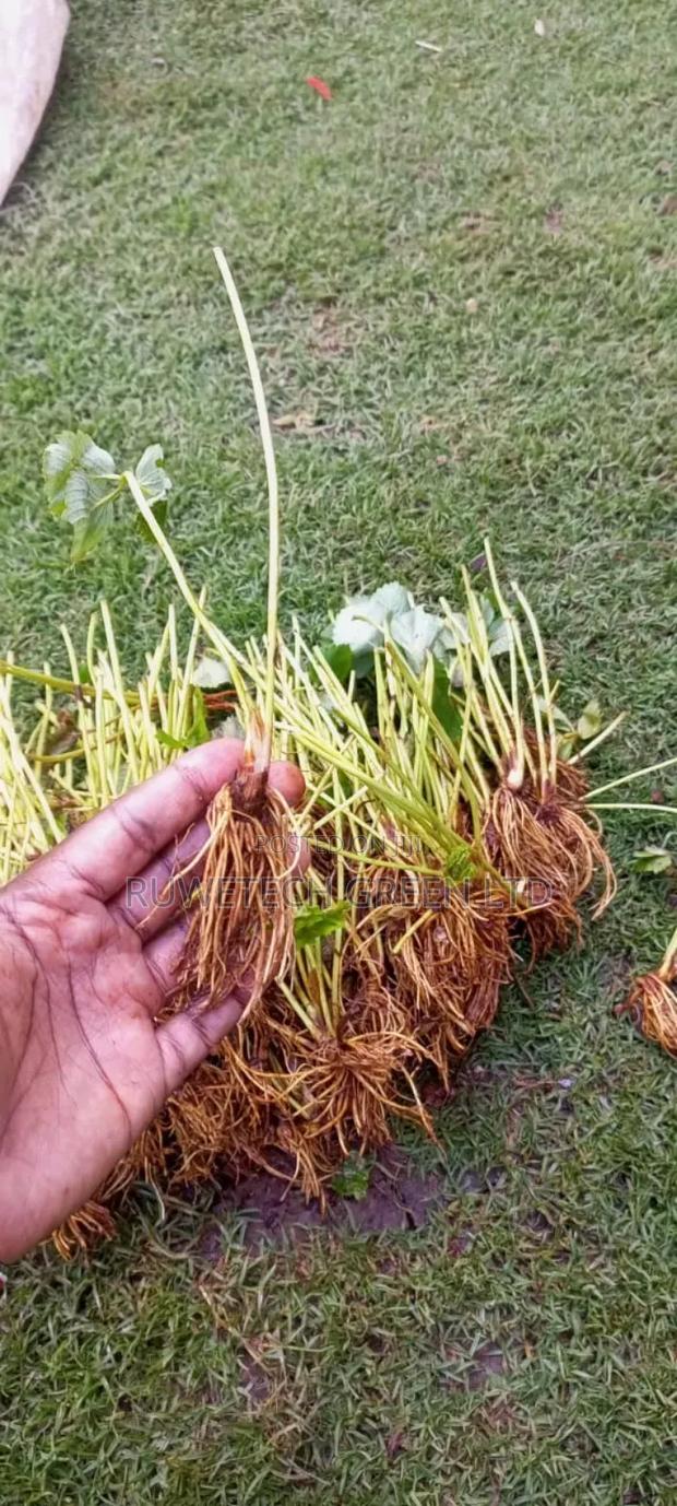 Chandler Runners - thumbnail 3