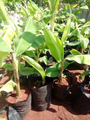 Cooking Bananas - thumbnail 2