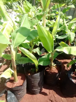 Cooking Bananas