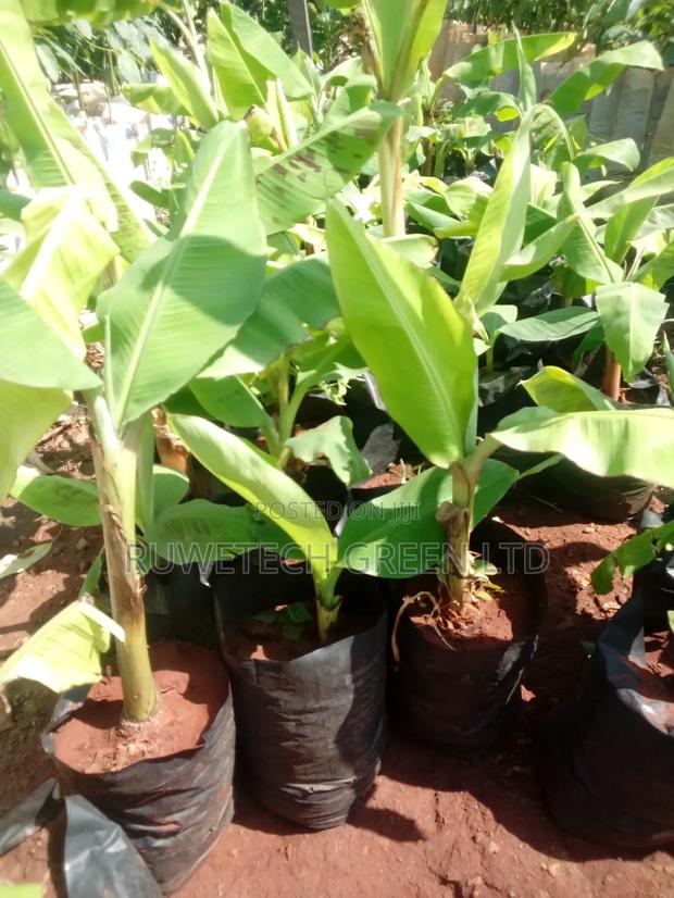 Cooking Bananas - main view