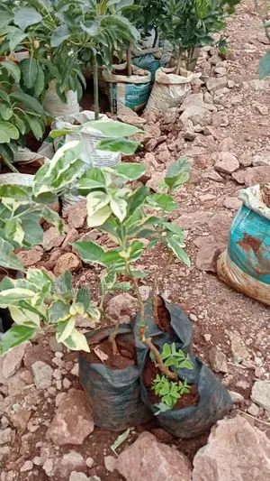Variegated Lemon Seedlings