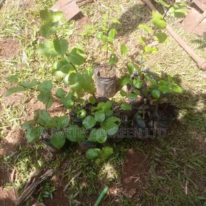 Grafted Pear Tree Seedlings - thumbnail 2
