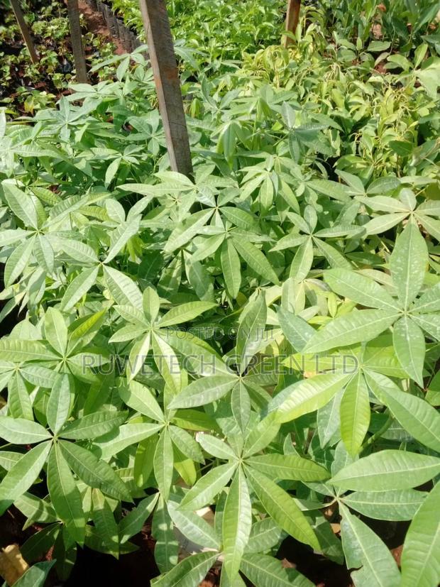 Guayana Nut/Malabar Chestnut Seedlings - main view