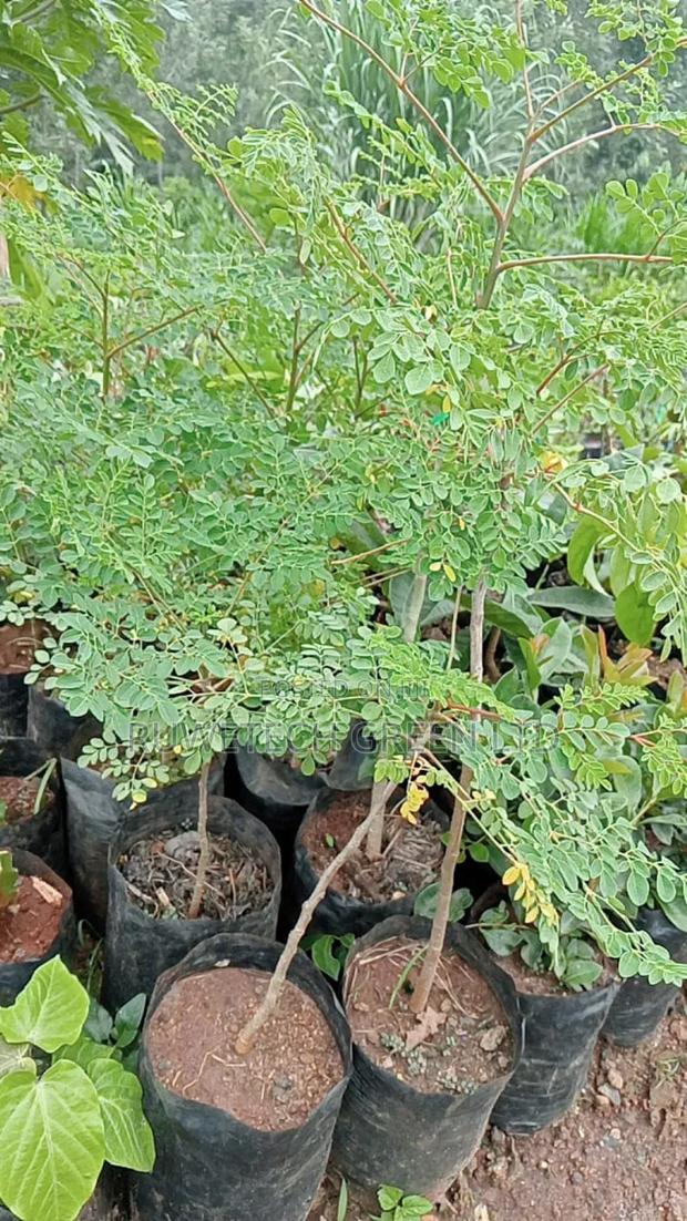 Moringa Seedlings - main view