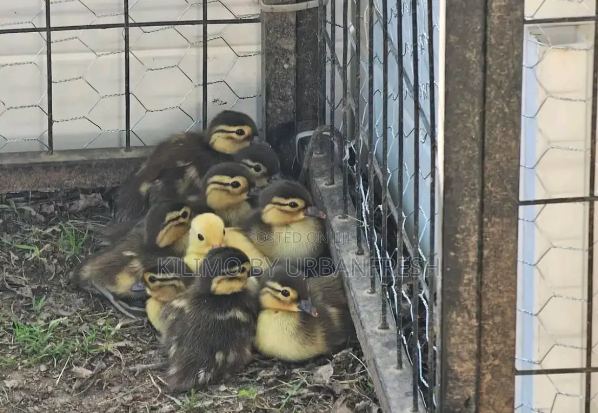 Mandarin Ducklings Pair.