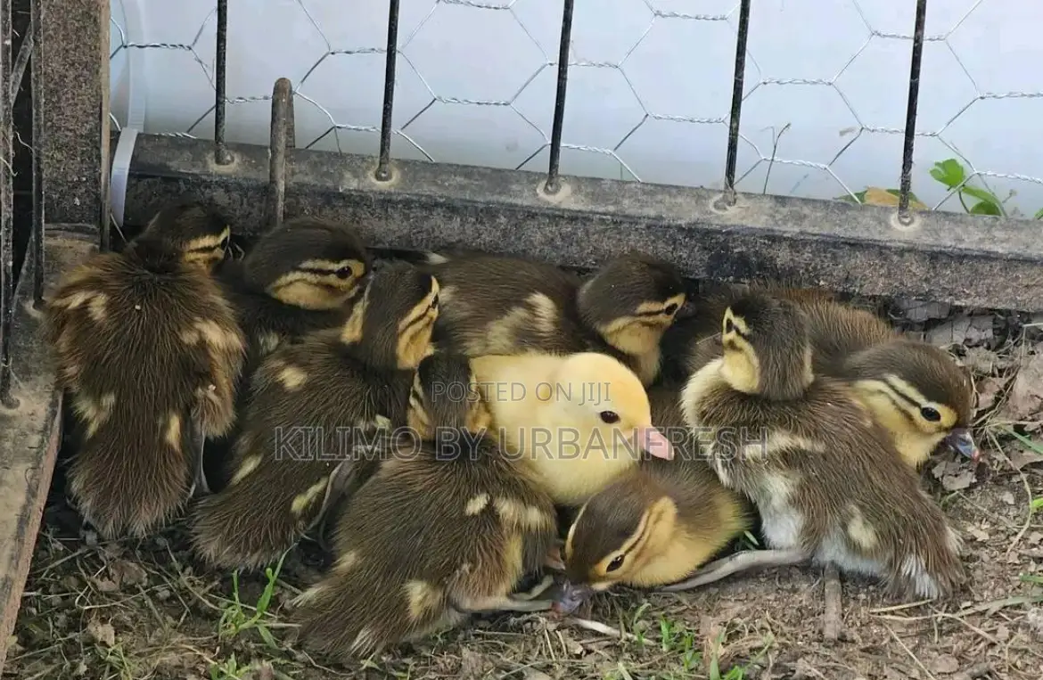 Mandarin Ducklings Pair.
