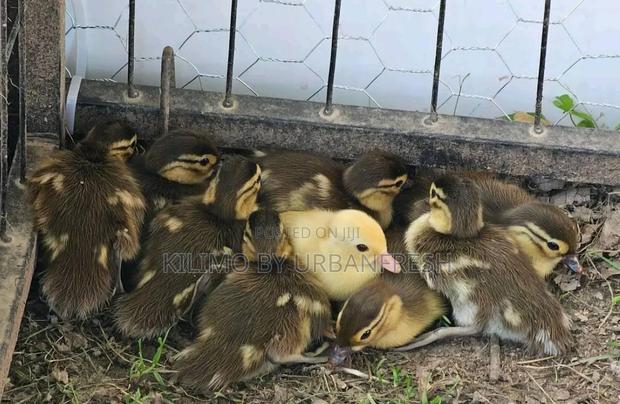Mandarin Ducklings - thumbnail 4
