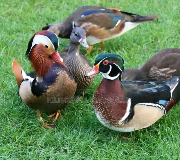 Mandarin Ducklings - main view