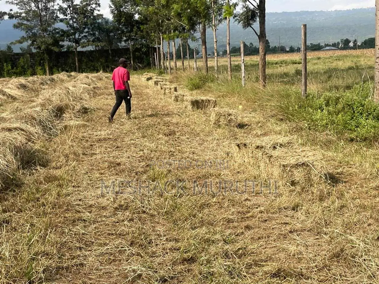 Boma Rhodes Hay