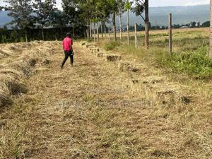 Boma Rhodes Hay - thumbnail 2