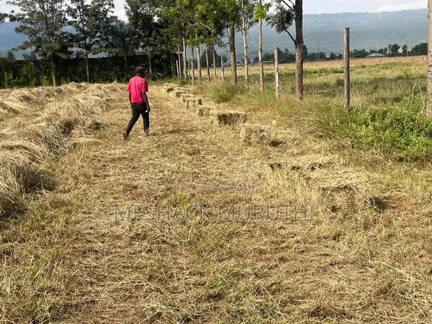 Boma Rhodes Hay - main view