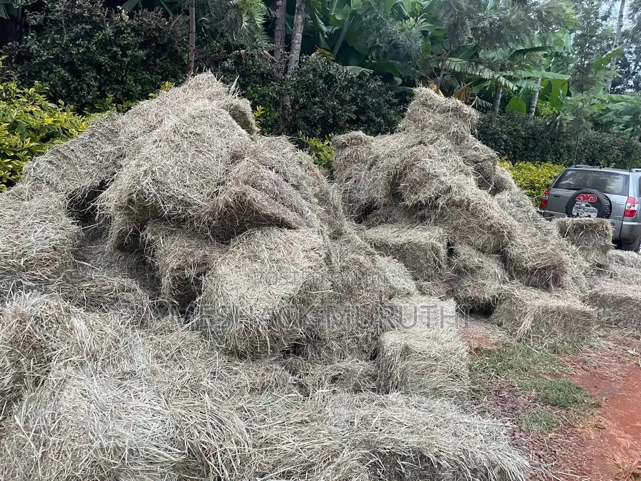 Boma Rhodes Hay
