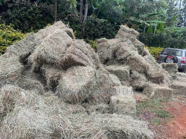 Boma Rhodes Hay - thumbnail 3