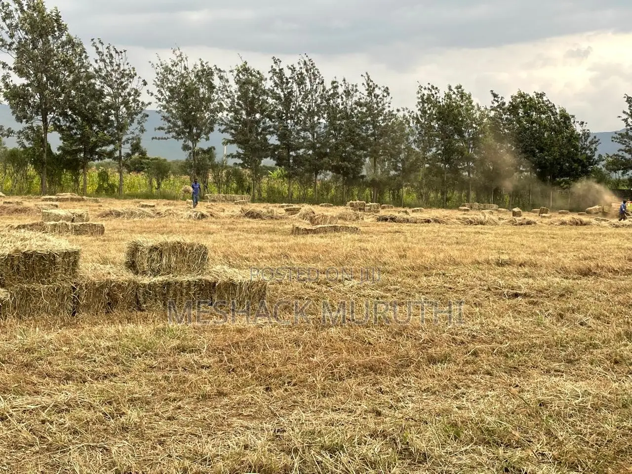 Boma Rhodes Hay
