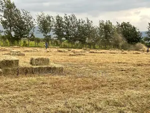 Boma Rhodes Hay