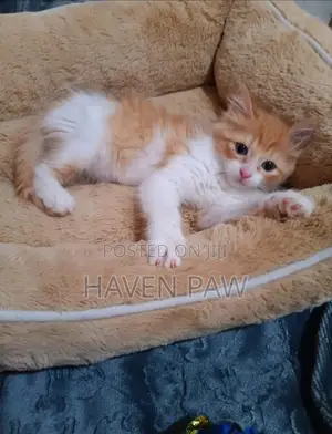 1-3 months Female Purebred Furry