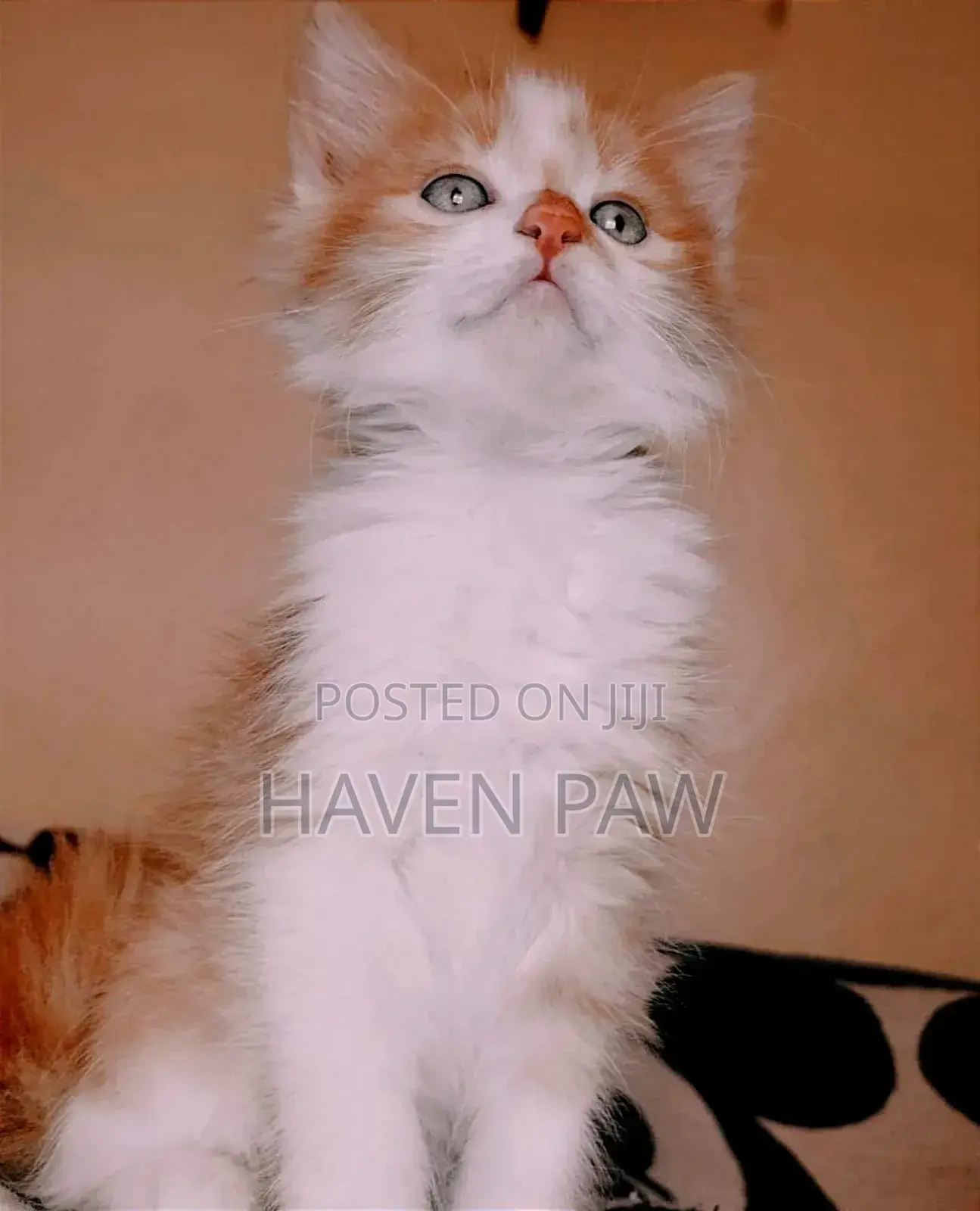 1-3 months Female Purebred Furry