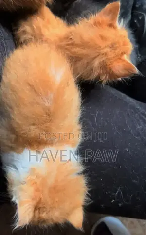 1-3 months Female Purebred Furry