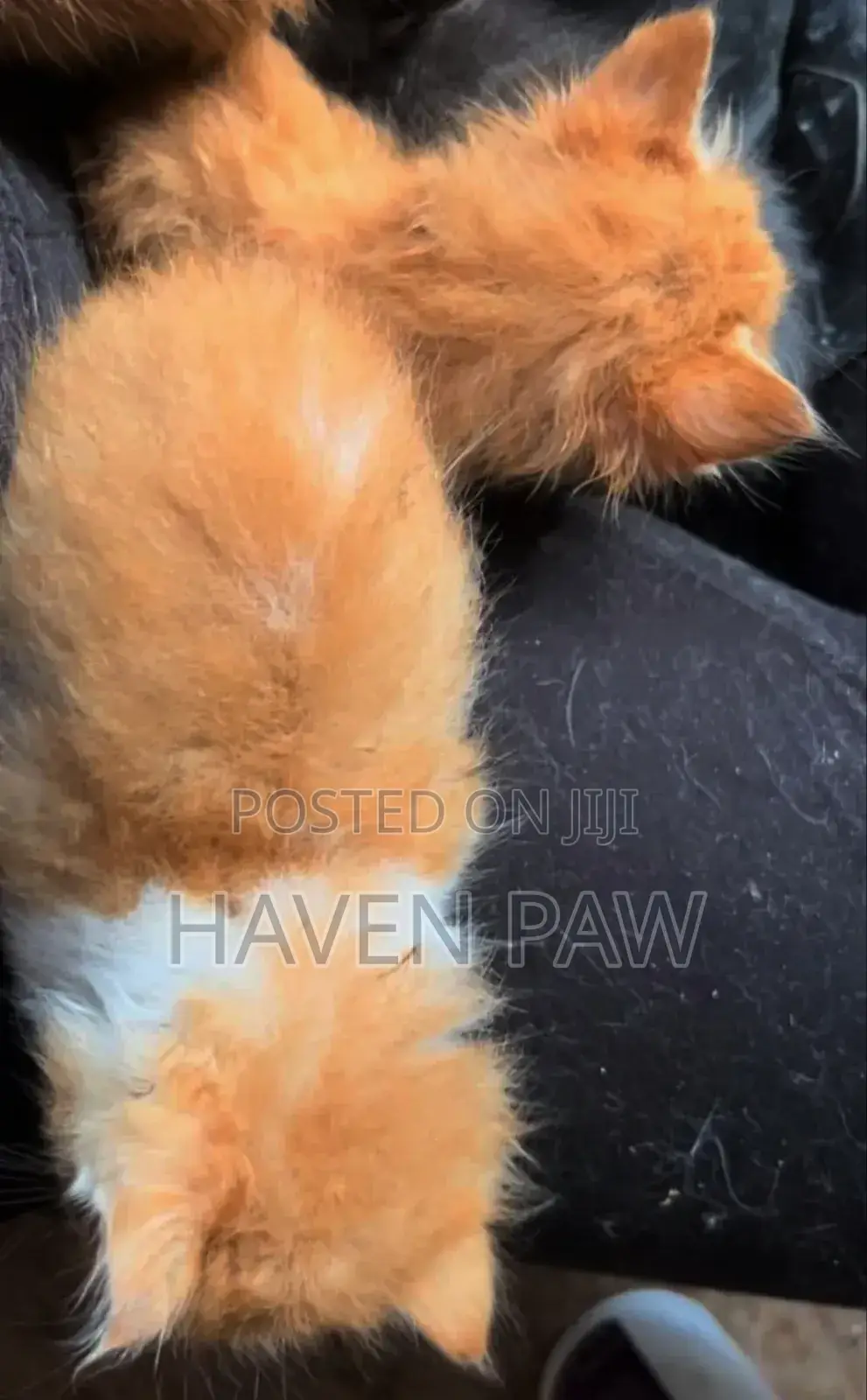 1-3 months Female Purebred Furry