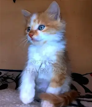 1-3 months Female Purebred Furry