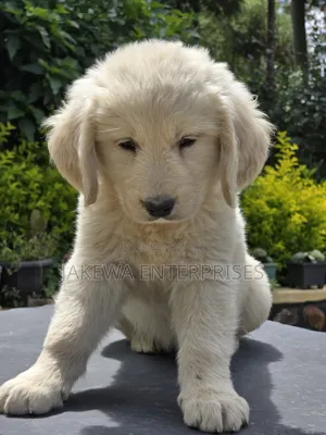 1-3 months Male Purebred Golden Retriever