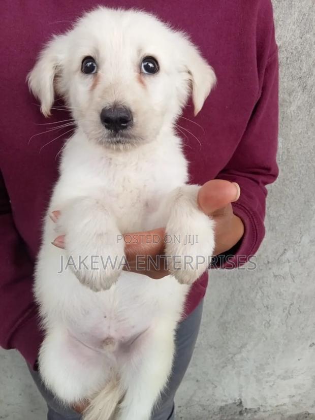 1-3 months Male Purebred Labrador Retriever