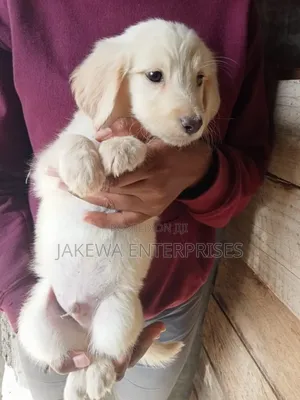 1-3 months Female Purebred Labrador Retriever