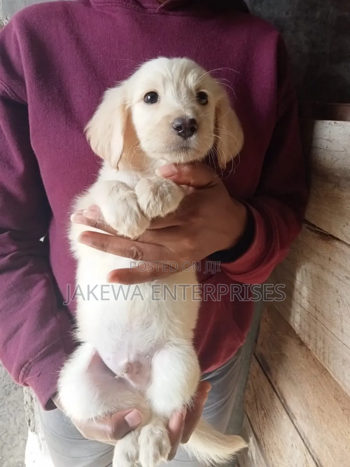 1-3 months Male Purebred Labrador Retriever