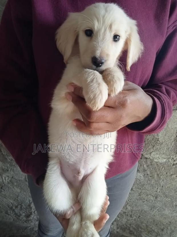 1-3 months Male Purebred Labrador Retriever - main view