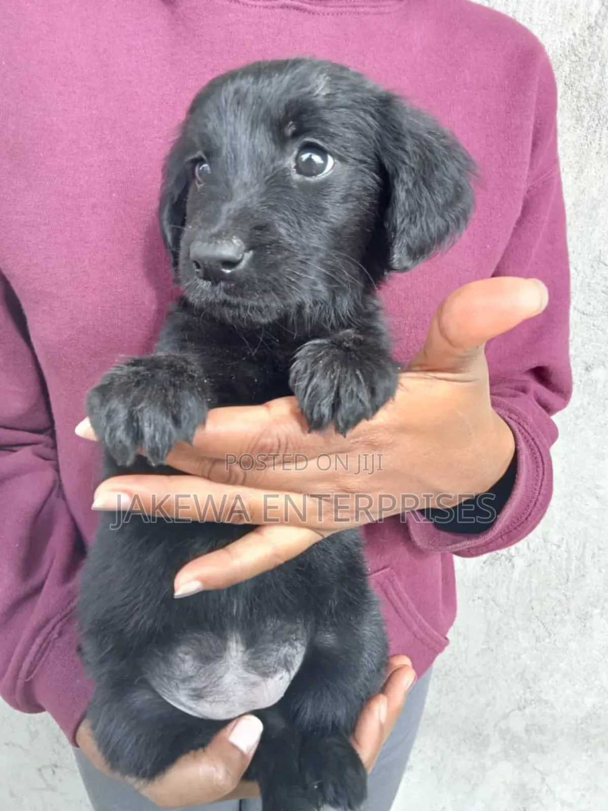 1-3 months Female Purebred Labrador Retriever