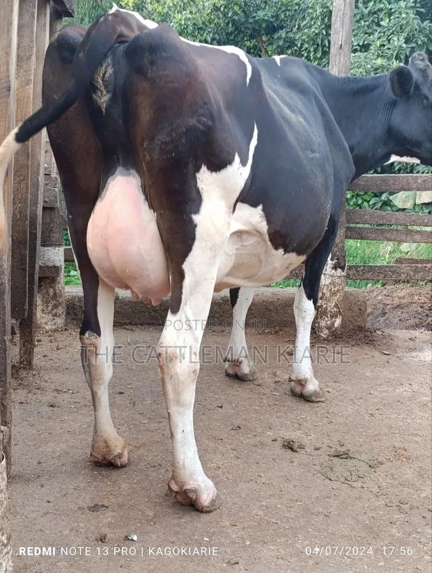 Dairy Friesian Heifer for Sale - main view