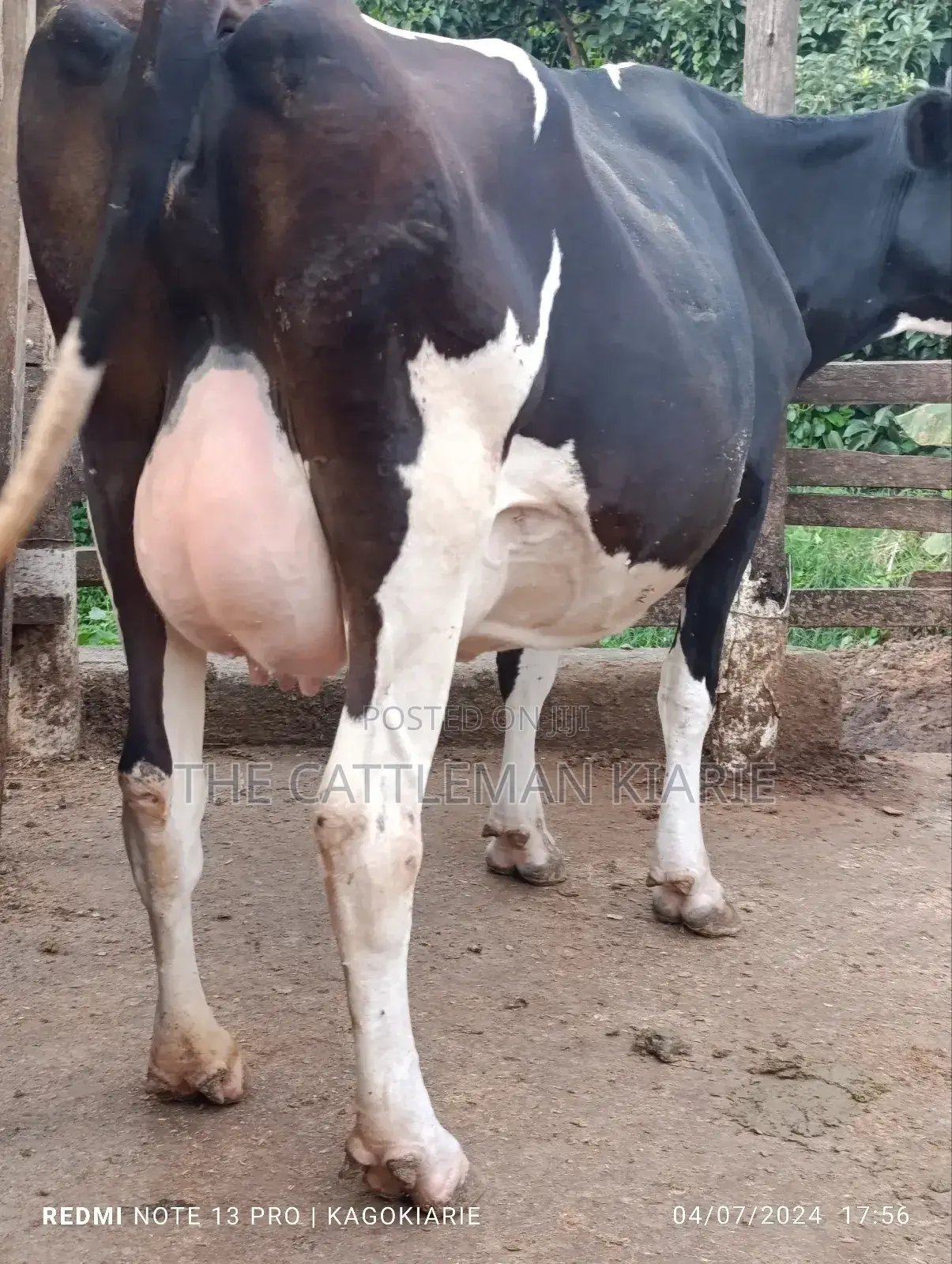 Dairy Friesian Heifer for Sale