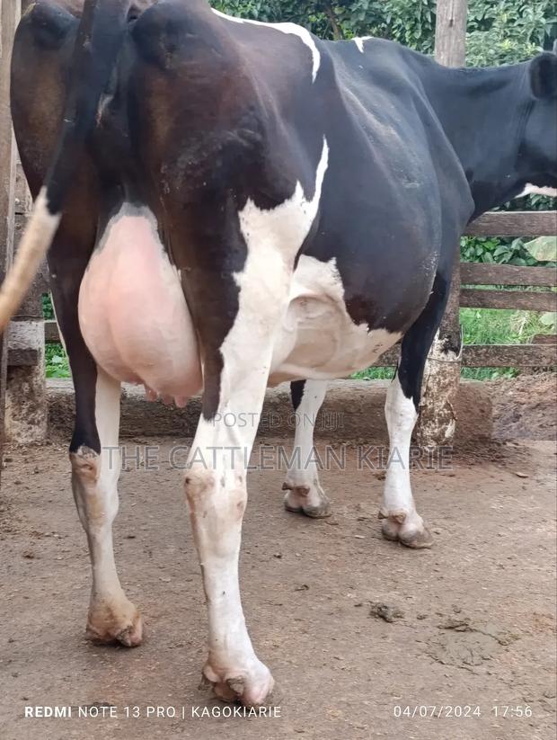 Dairy Friesian Heifer for Sale - thumbnail 2